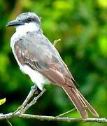 Grey Kingbird