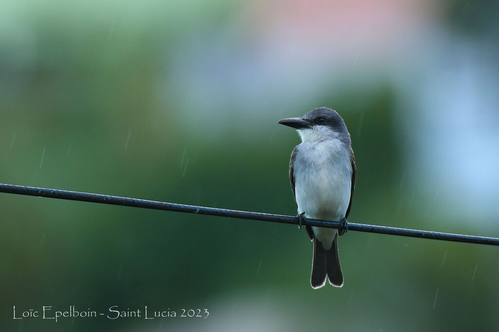 Grey Kingbird