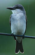 Grey Kingbird