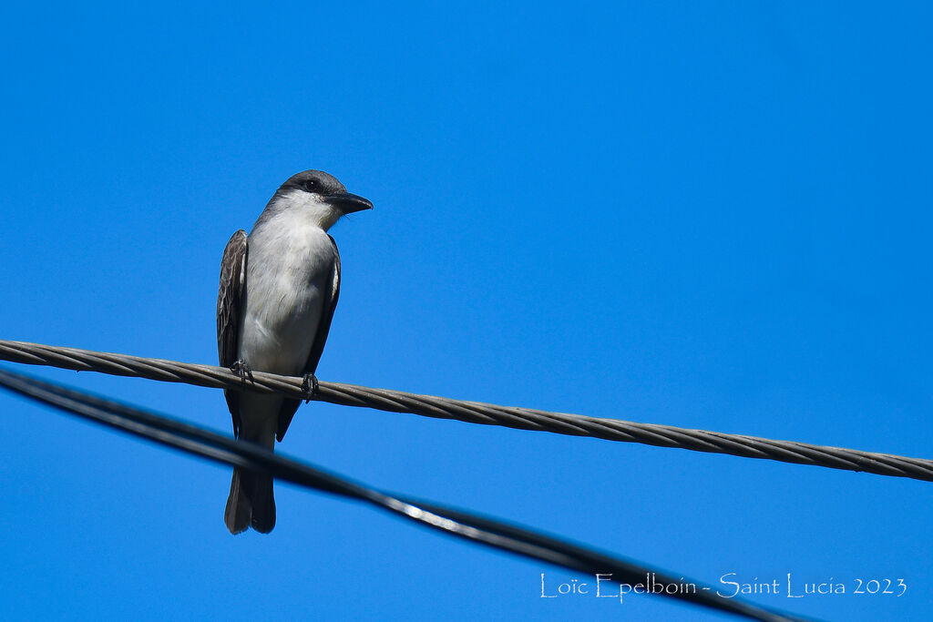 Grey Kingbird