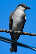 Grey Kingbird