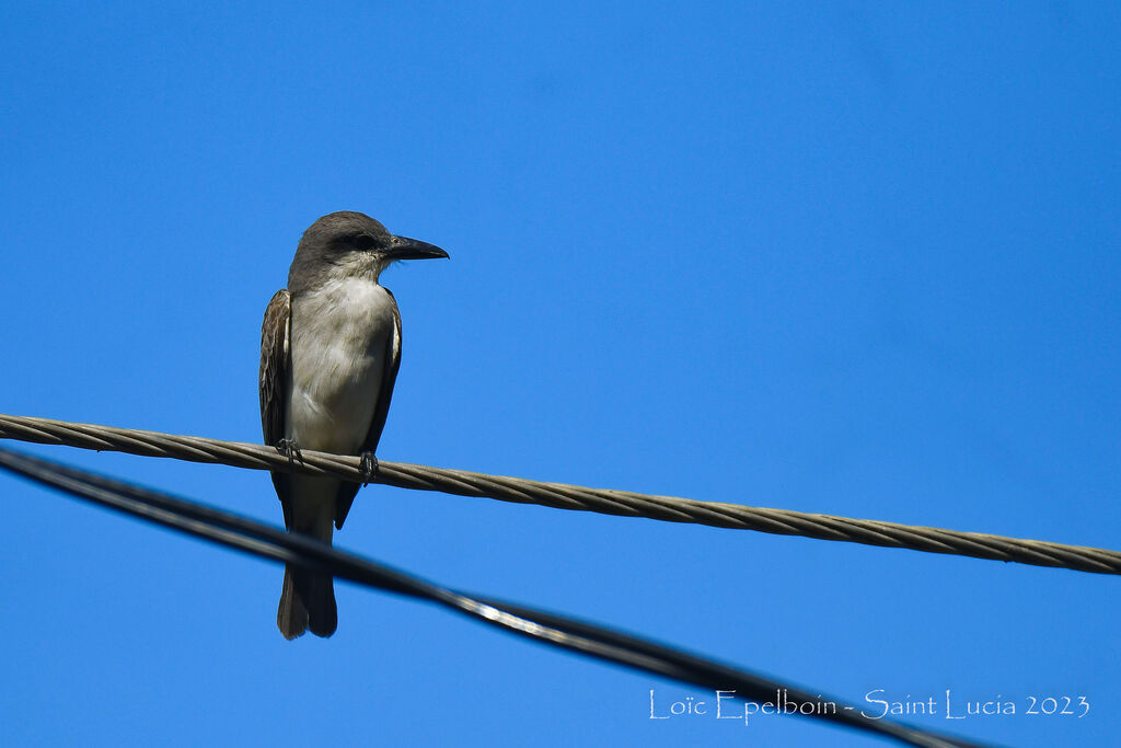 Grey Kingbird