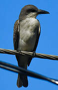 Grey Kingbird