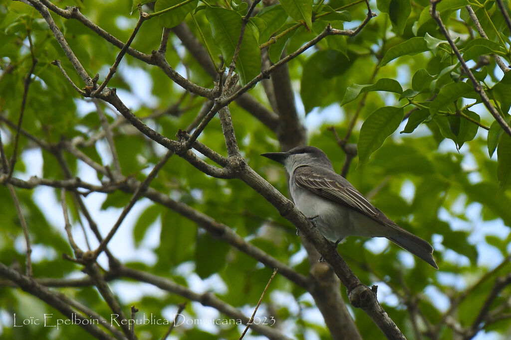 Grey Kingbird