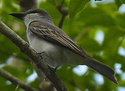 Grey Kingbird