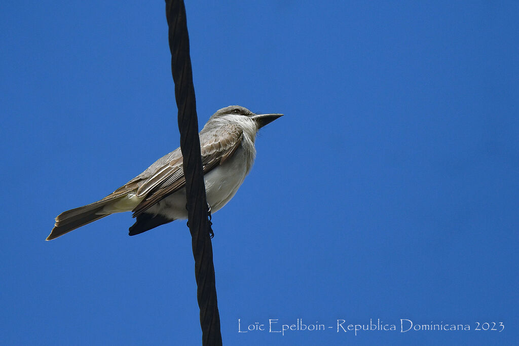 Grey Kingbird