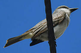 Grey Kingbird