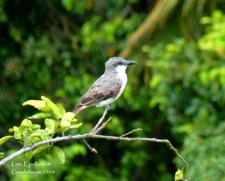 Grey Kingbird