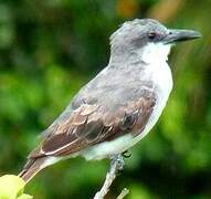 Grey Kingbird