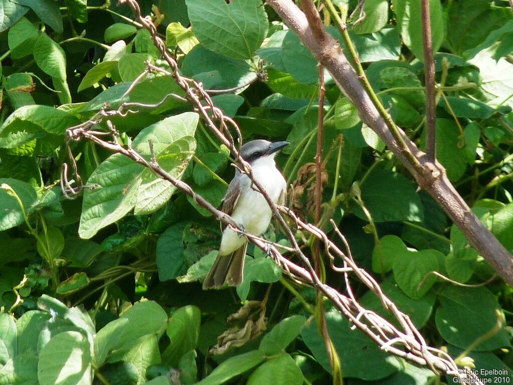 Grey Kingbird