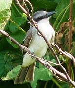 Grey Kingbird