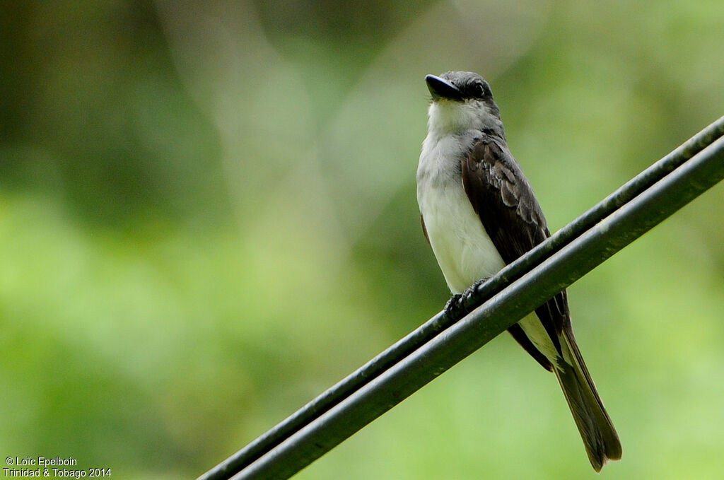 Grey Kingbird