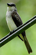 Grey Kingbird