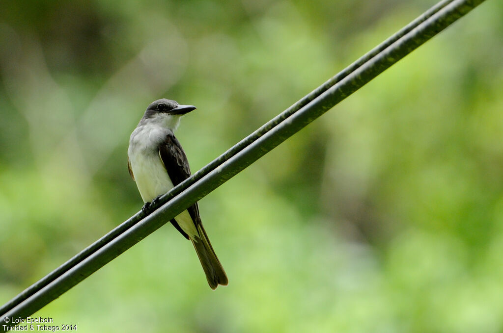 Grey Kingbird