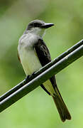 Grey Kingbird