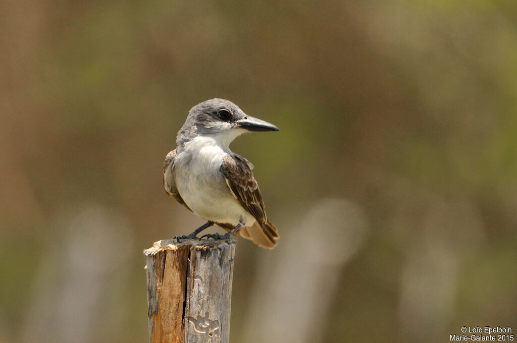 Grey Kingbird