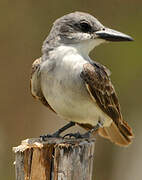 Grey Kingbird