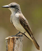 Grey Kingbird