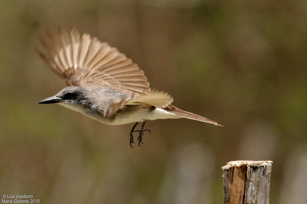 Grey Kingbird