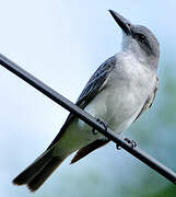 Grey Kingbird