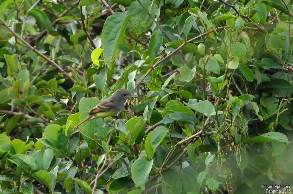 Great Crested Flycatcher