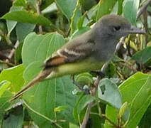 Great Crested Flycatcher