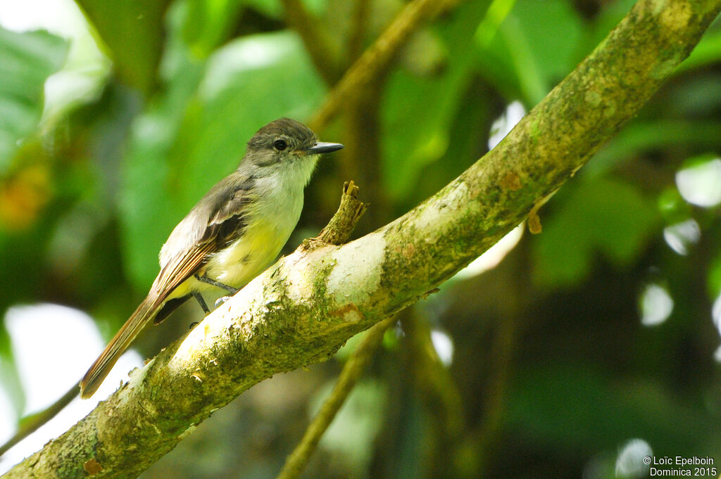 Lesser Antillean Flycatcher