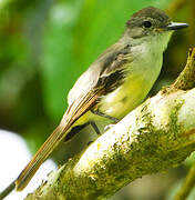 Lesser Antillean Flycatcher