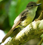 Lesser Antillean Flycatcher