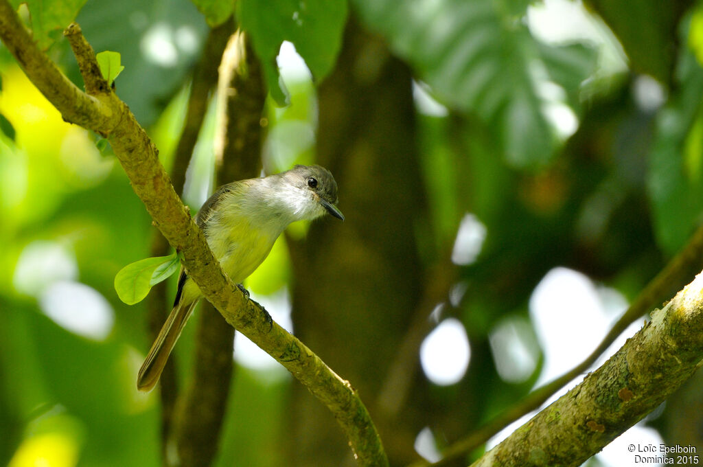 Lesser Antillean Flycatcher