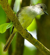 Lesser Antillean Flycatcher