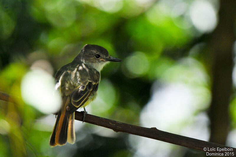 Lesser Antillean Flycatcher