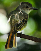 Lesser Antillean Flycatcher