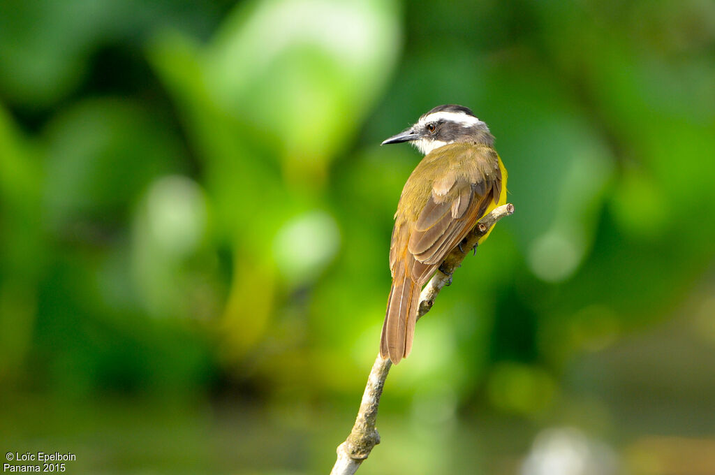 Lesser Kiskadee