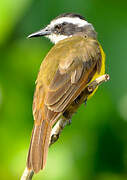 Lesser Kiskadee