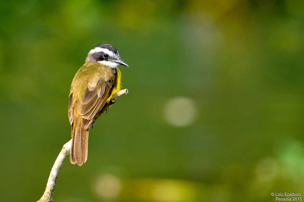 Lesser Kiskadee