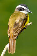 Lesser Kiskadee