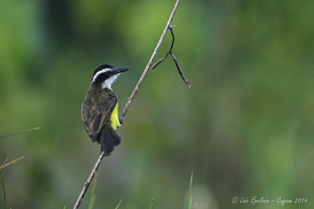 Lesser Kiskadee