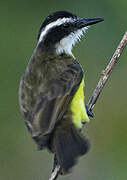 Lesser Kiskadee