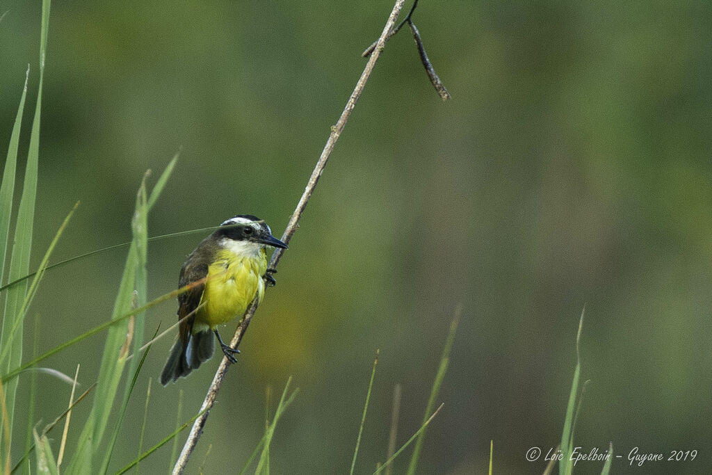 Lesser Kiskadee