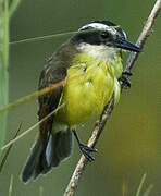 Lesser Kiskadee