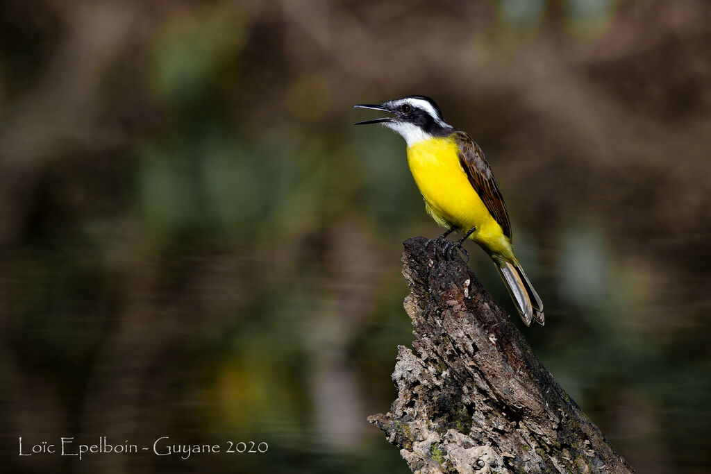 Lesser Kiskadee