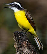 Lesser Kiskadee