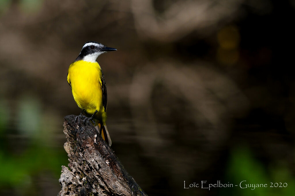 Lesser Kiskadee