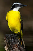 Lesser Kiskadee