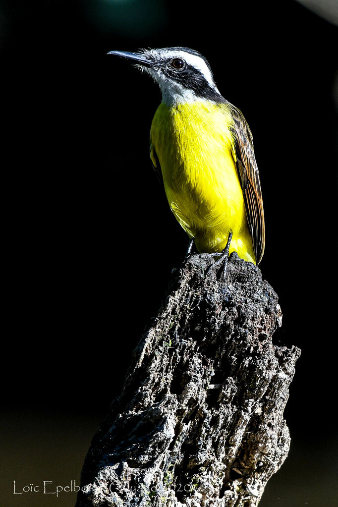 Lesser Kiskadee