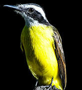 Lesser Kiskadee