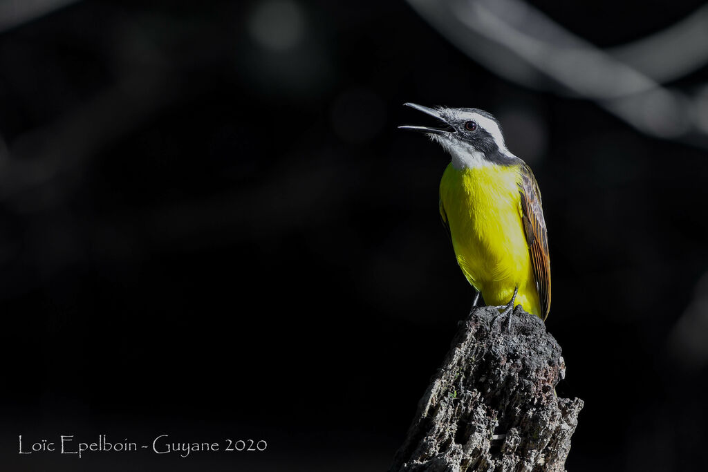 Lesser Kiskadee