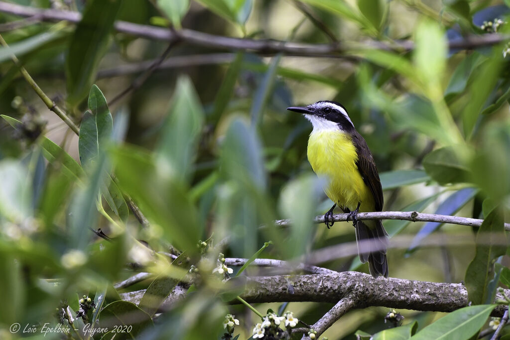 Lesser Kiskadee