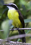 Lesser Kiskadee